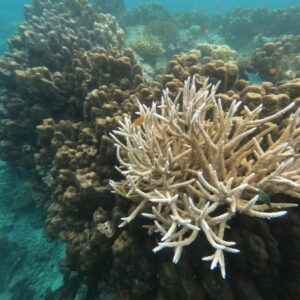 P091-แพ็คเกจทัวร์ส่วนตัวฟูลเซอวิส 4วัน 3คืน อ่าวพังงา-เสม็ดนางชี-เที่ยวหมู่เกาะสิมิลัน-ดำน้ำหมู่เกาะสุรินทร์-พักเขาหลัก พังงา